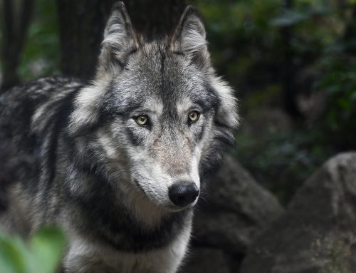 Prizadevanja za varstvo volka se nadaljuje pred sodiščem EU