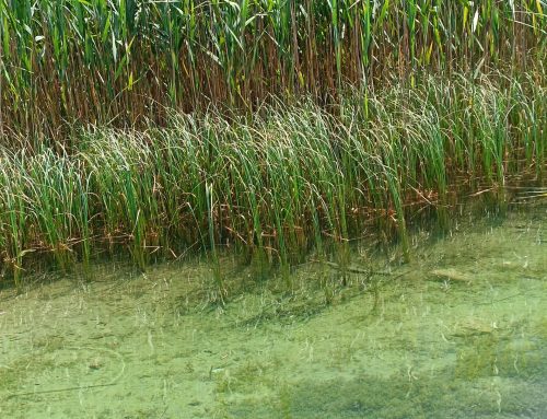 Sodna praksa Sodišča EU glede prevlade javnega interesa po Habitatni direktivi