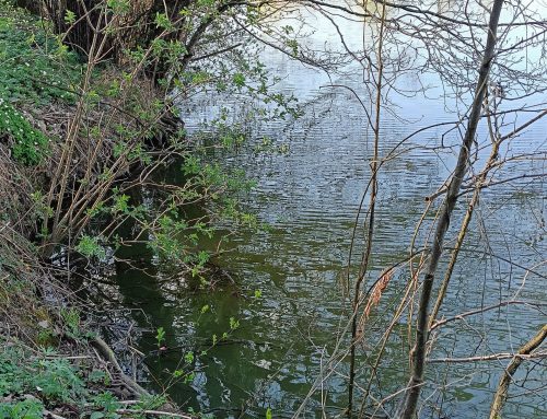  Izjeme od dobrega stanja voda po Okvirni vodni direktivi v sodni praksi Sodišča EU